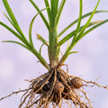 Cyperus Rotundus ingredient