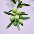 Olive extract ingredient