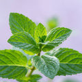 Peppermint extract ingredient